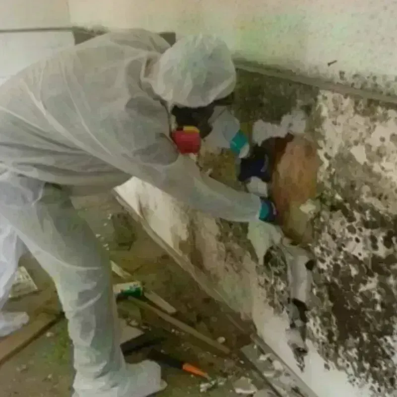 Mold Remediation and Removal in Wonder Lake, IL